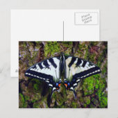 Carte Postale Papillon (Devant / Derrière)