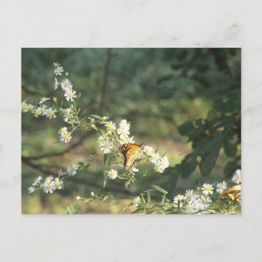 Carte Postale Papillon (Devant)