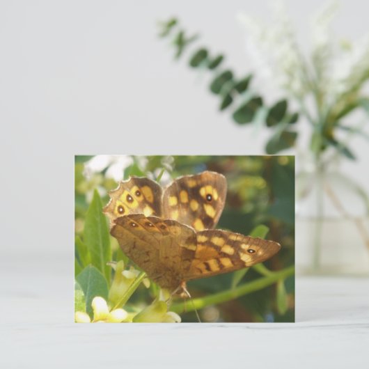 Carte postale papillon (Debout devant)