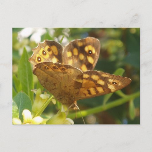 Carte postale papillon (Devant)
