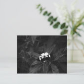 Carte Postale Papillon (Debout devant)