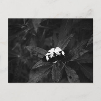 Carte Postale Papillon