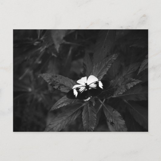 Carte Postale Papillon (Devant)