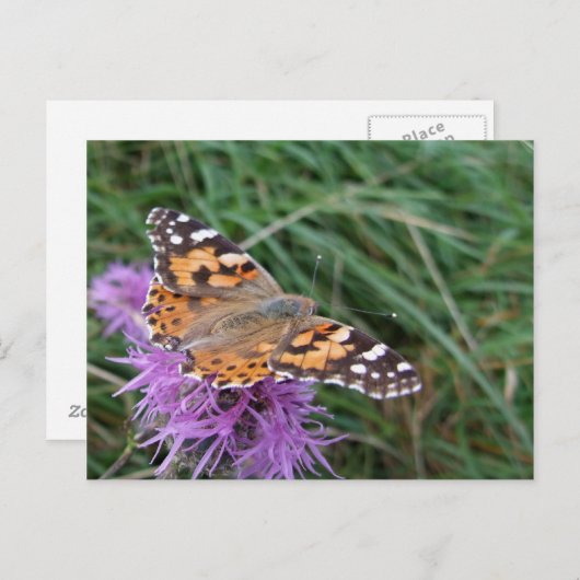Carte postale papillon (Devant / Derrière)