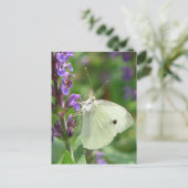 Carte Postale Papillon (Debout devant)
