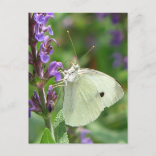 Carte Postale Papillon