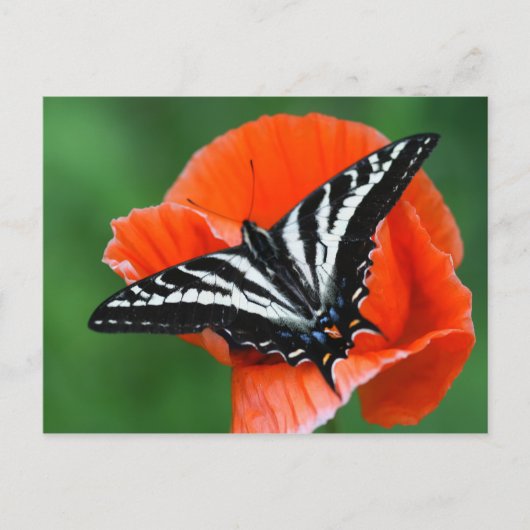 Carte postale papillon (Devant)
