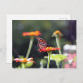 Carte postale papillon (Devant / Derrière)