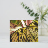 Carte postale papillon (Debout devant)