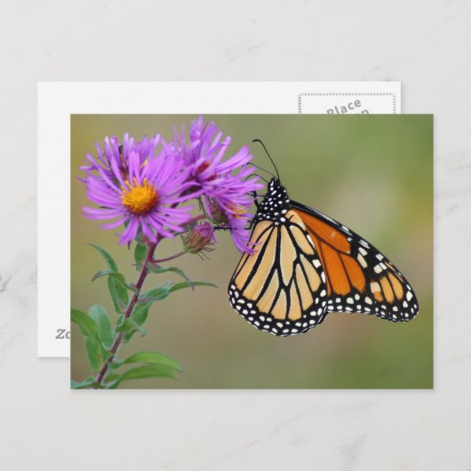 Carte postale papillon (Devant / Derrière)