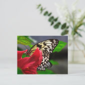 Carte Postale Papillon (Debout devant)