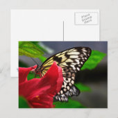 Carte Postale Papillon (Devant / Derrière)