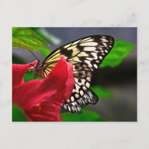 Carte Postale Papillon