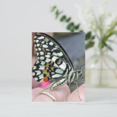 Carte Postale papillon (Debout devant)