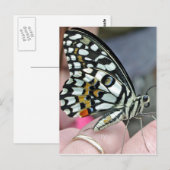 Carte Postale papillon (Devant / Derrière)