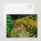 Carte Postale Papillon (Devant / Derrière)