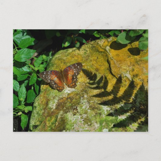 Carte Postale Papillon (Devant)