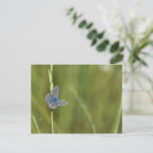 Carte Postale papillon (Debout devant)