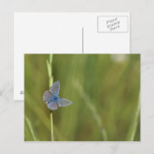 Carte Postale papillon (Devant / Derrière)