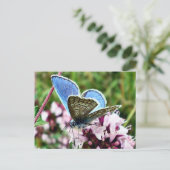 Carte Postale Papillon (Debout devant)