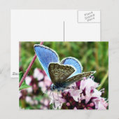 Carte Postale Papillon (Devant / Derrière)