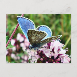 Carte Postale Papillon
