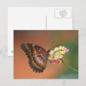 Carte Postale papillon 2 (Devant / Derrière)