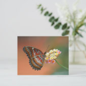 Carte Postale papillon 2 (Debout devant)