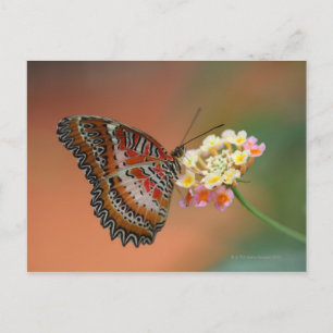 Carte Postale papillon 2
