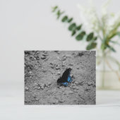 Carte postale Papillon 2 (Debout devant)