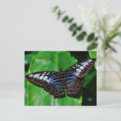 Carte postale Papillon 5 (Debout devant)