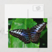 Carte postale Papillon 5 (Devant / Derrière)