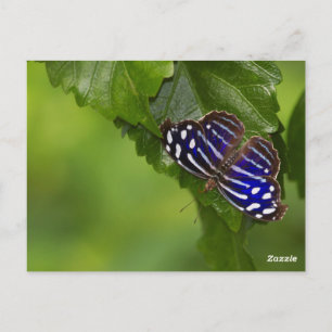 Carte Postale papillon à aile bleue mexicaine