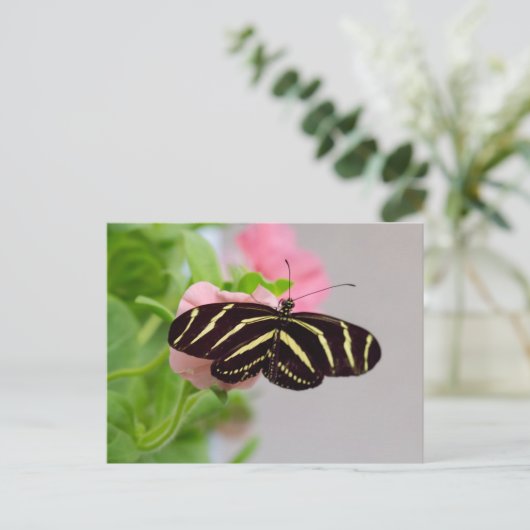Carte Postale Papillon à aile longue Zebra (Debout devant)