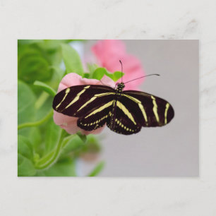 Carte Postale Papillon à aile longue Zebra