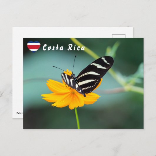 Carte Postale Papillon à aile longue Zebra - Costa Rica (Devant / Derrière)