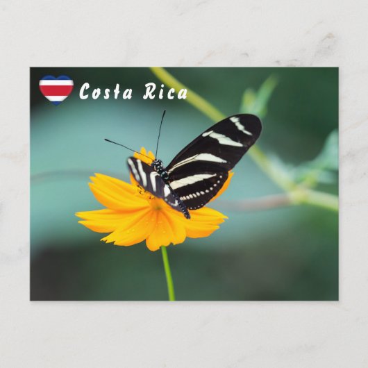 Carte Postale Papillon à aile longue Zebra - Costa Rica (Devant)