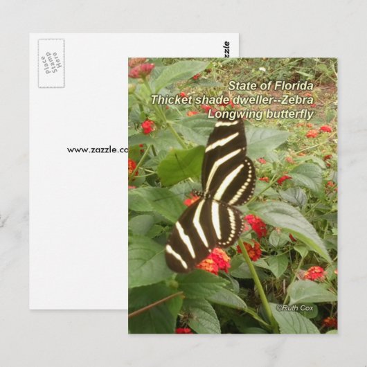 Carte Postale Papillon à ailes longues de Floride Zebra (Devant / Derrière)