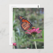 Carte Postale Papillon à fleurs (Devant / Derrière)