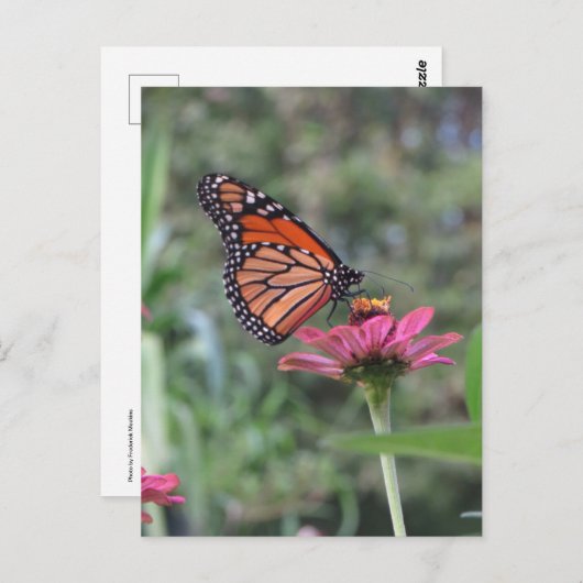 Carte Postale Papillon à fleurs (Devant / Derrière)