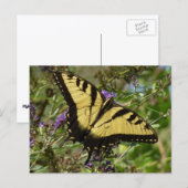 Carte Postale Papillon à queue d'aronde sur Buddleia (Devant / Derrière)