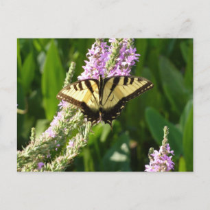 Carte Postale Papillon à queue d'hirondelle sur des fleurs sauva