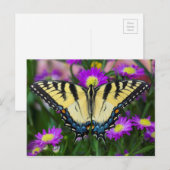 Carte Postale Papillon à queue d'hirondelle sur marguerite (Devant / Derrière)