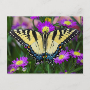 Carte Postale Papillon à queue d'hirondelle sur marguerite