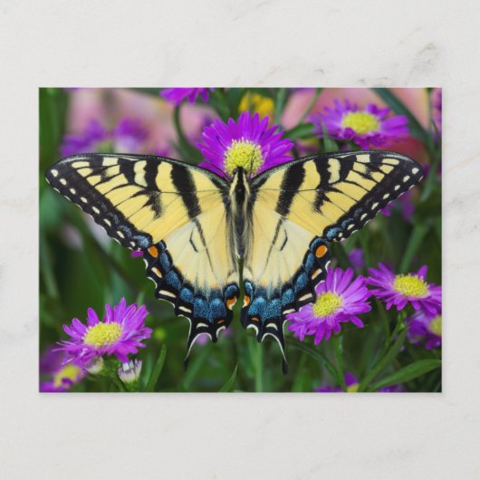 Carte Postale Papillon à queue d'hirondelle sur marguerite (Devant)