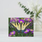 Carte Postale Papillon à queue d'hirondelle sur marguerite (Debout devant)