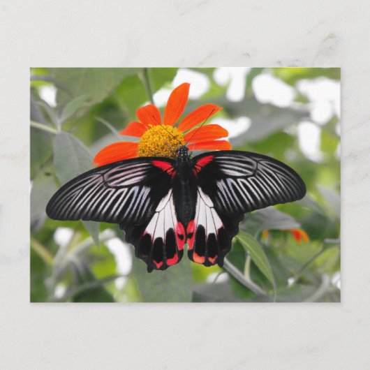Carte Postale Papillon à queue épaisse (Devant)