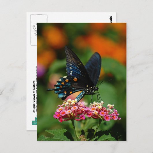 Carte Postale Papillon à queue épaisse de Pipevine (Devant / Derrière)