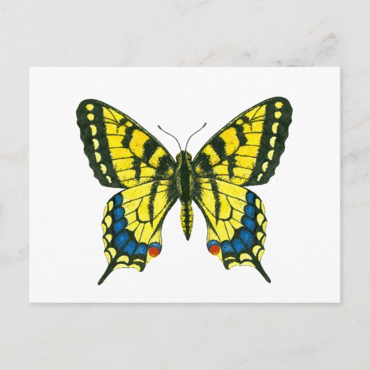 Carte Postale Papillon à queue épaisse de tigre (Devant)