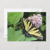 Carte Postale Papillon à queue épaisse de tigre (Devant / Derrière)